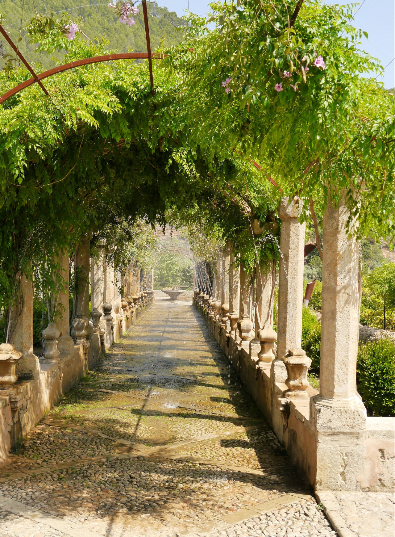 Sortida cultural a Alfàbia
